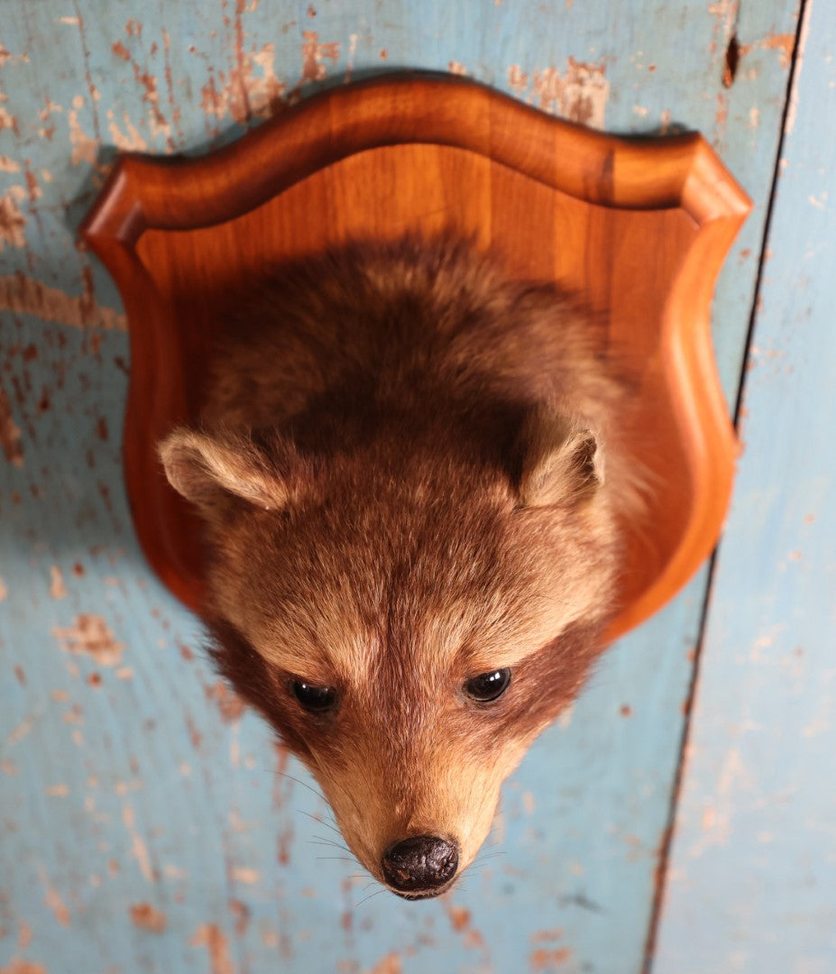 Lot 002 - Vintage Taxidermy Raccoon Head Mount On Wooden Shield