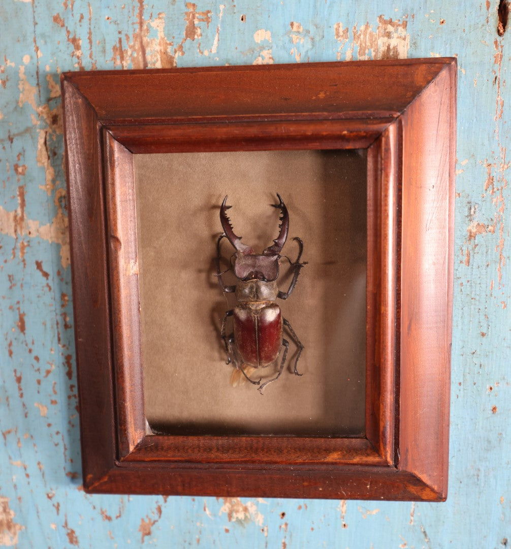 Lot 006 - Vintage 1974 Stag Beetle Taxidermy Shadow Box By Artistry In Nature, Laguna Beach, California