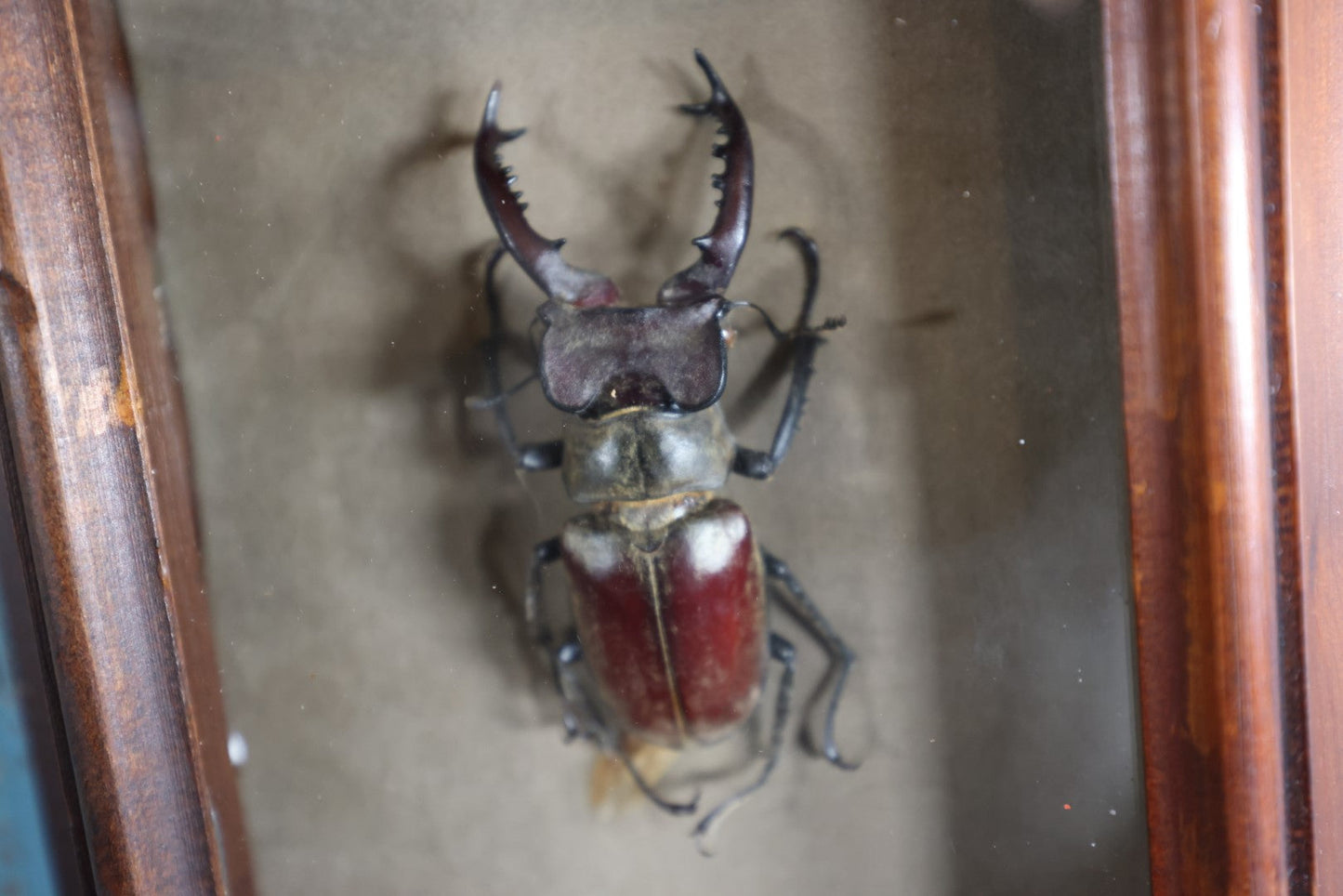 Lot 006 - Vintage 1974 Stag Beetle Taxidermy Shadow Box By Artistry In Nature, Laguna Beach, California