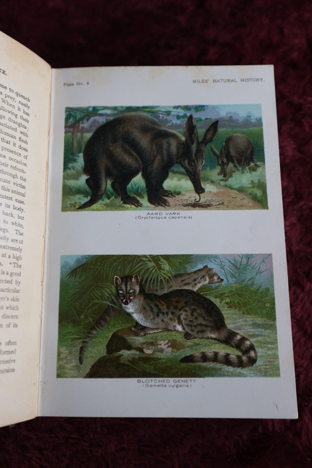 Lot 009 - Five Hundred Fascinating Animal Stories By Alfred H. Miles Profusely Illustrated Wityh Colored Plates, Antique 1907 Edition Book