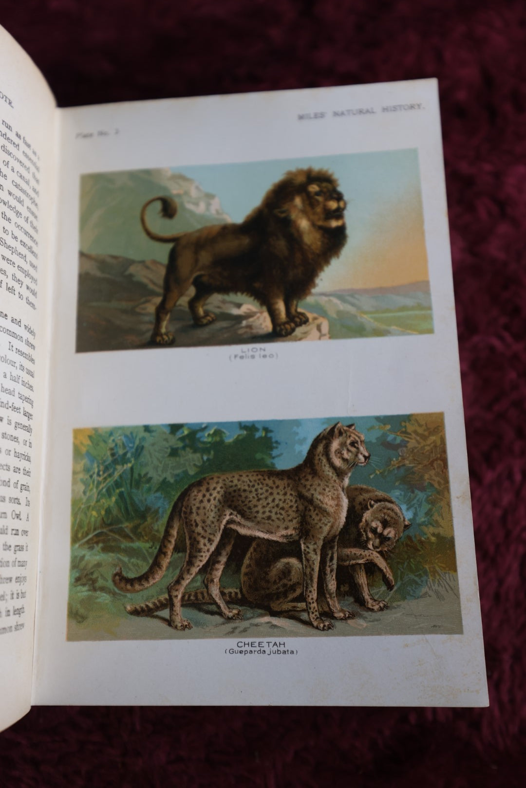 Lot 009 - Five Hundred Fascinating Animal Stories By Alfred H. Miles Profusely Illustrated Wityh Colored Plates, Antique 1907 Edition Book