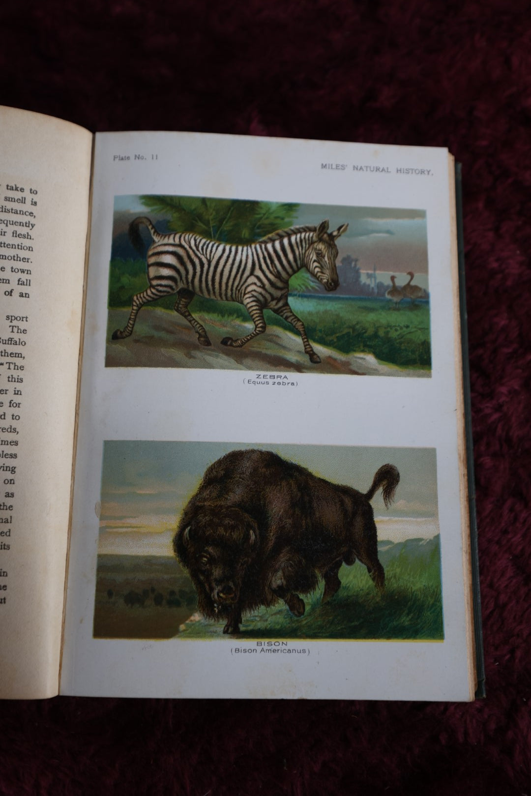 Lot 009 - Five Hundred Fascinating Animal Stories By Alfred H. Miles Profusely Illustrated Wityh Colored Plates, Antique 1907 Edition Book