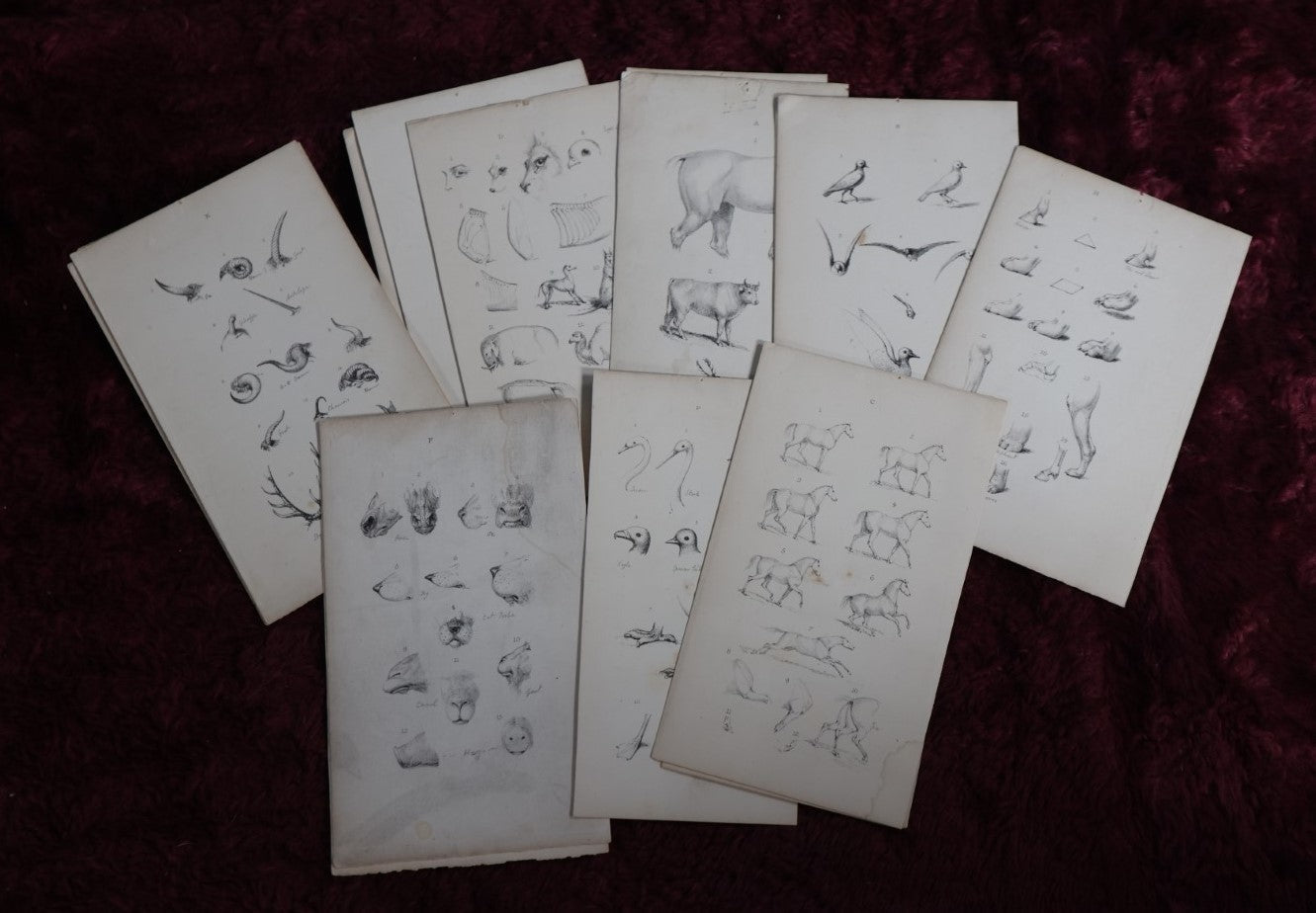 Lot 145 - Grouping Of Sixteen Pages From An Animal Drawing Instruction Book, Signed Eliza J. Holderman, From Father, London 1859