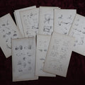 Lot 145 - Grouping Of Sixteen Pages From An Animal Drawing Instruction Book, Signed Eliza J. Holderman, From Father, London 1859