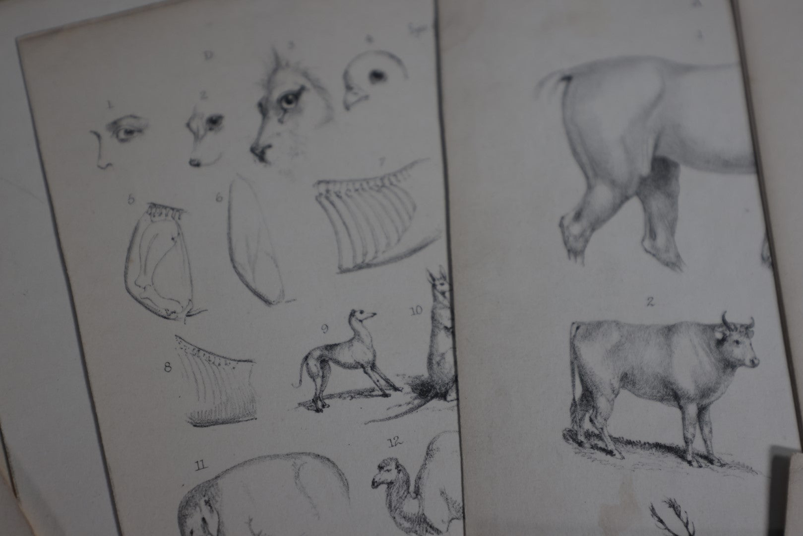 Lot 145 - Grouping Of Sixteen Pages From An Animal Drawing Instruction Book, Signed Eliza J. Holderman, From Father, London 1859