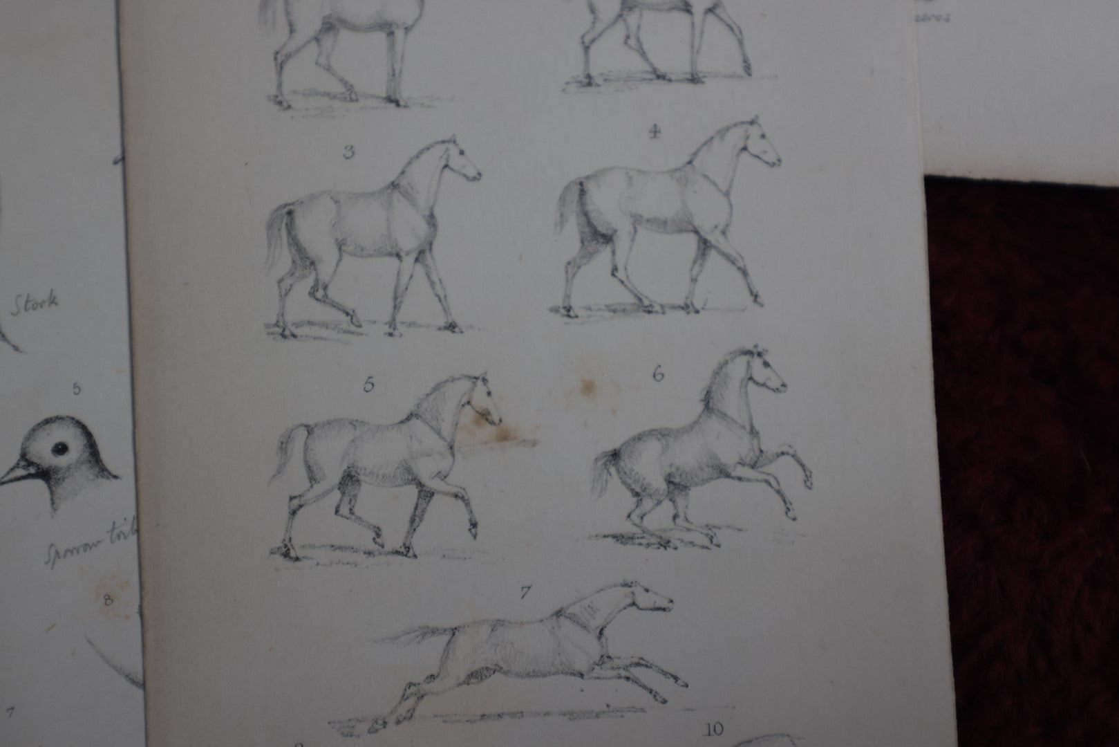 Lot 145 - Grouping Of Sixteen Pages From An Animal Drawing Instruction Book, Signed Eliza J. Holderman, From Father, London 1859