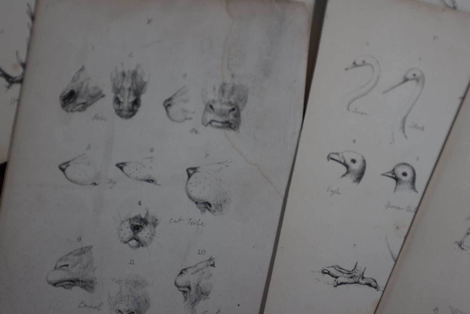 Lot 145 - Grouping Of Sixteen Pages From An Animal Drawing Instruction Book, Signed Eliza J. Holderman, From Father, London 1859