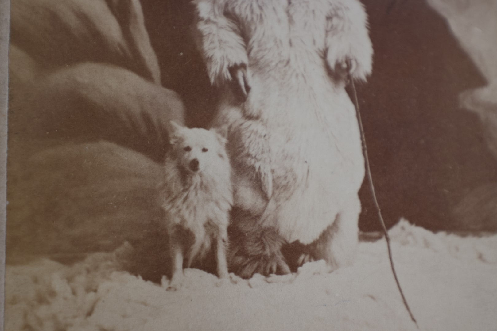 Lot 158 - Antique Cabinet Card Sideshow Photograph Of "The Little Esquimaux (Eskimo) Lady," Miss Olof Krarer, Inuit Performer, Little Person, Age 30 Years, Height 40 Inches, Photographed By W.E. Bowan, Ottawa, Illinois, Note Bend In Corner