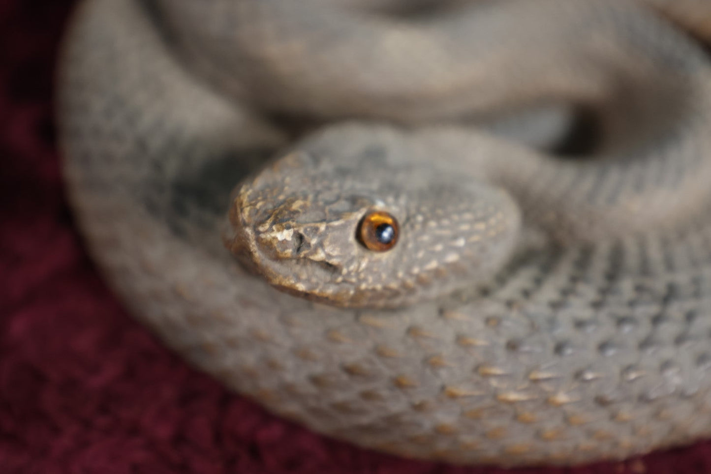 Lot 025 - Vintage Chalkware Rattlesnake Decoy Statue, Missing Eye, Various Chipping