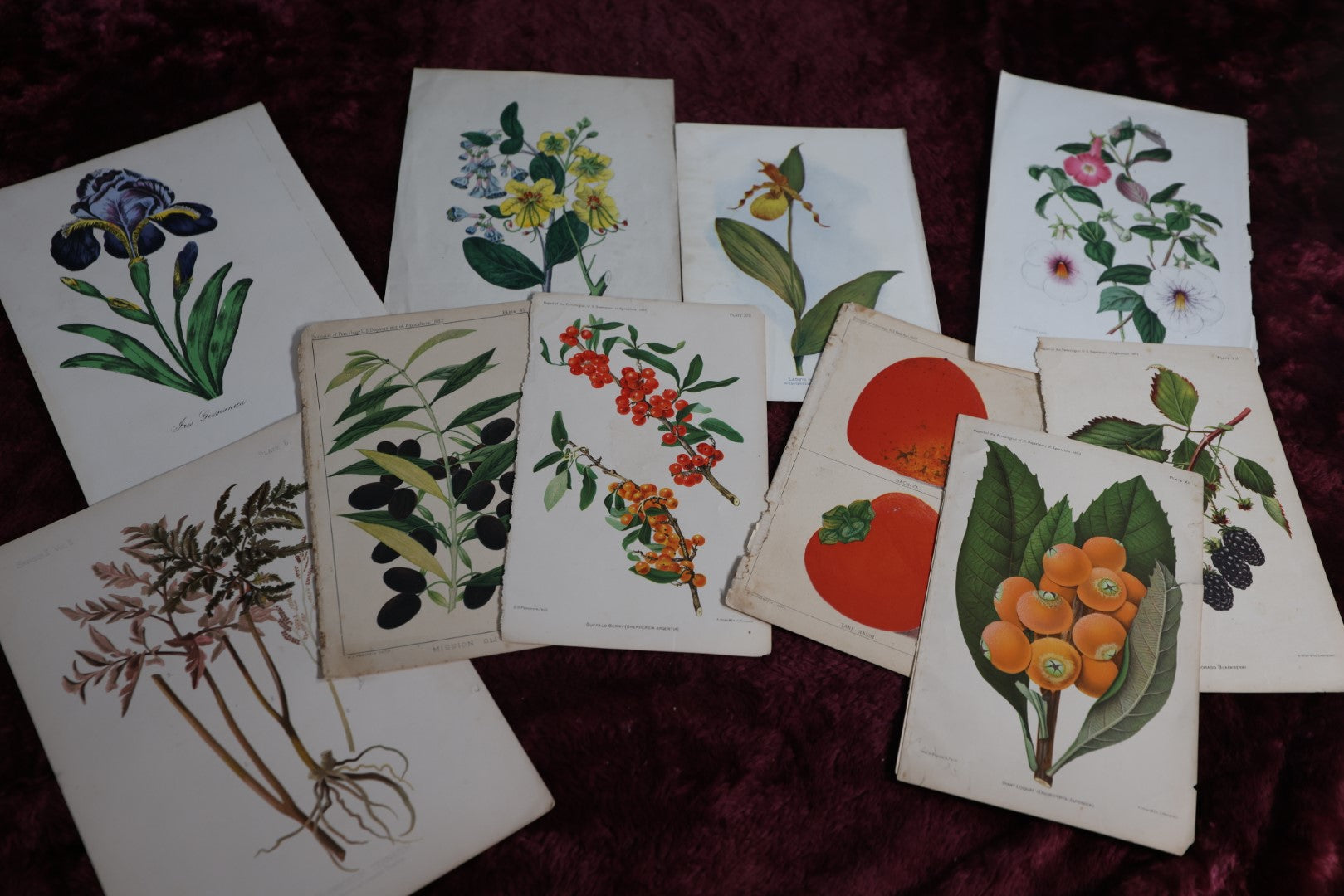 Lot 074 - Grouping Of Antique Lithograph Book Plates Of Flowers, Fruits, Plants, 10 Pieces, U.S. Department Of Agriculture, Circa 1880-1890