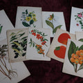 Lot 074 - Grouping Of Antique Lithograph Book Plates Of Flowers, Fruits, Plants, 10 Pieces, U.S. Department Of Agriculture, Circa 1880-1890
