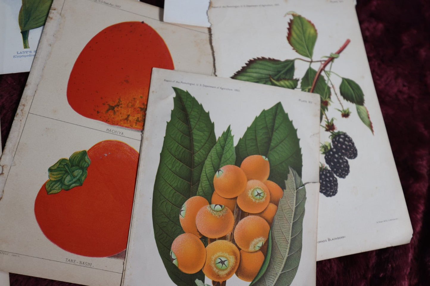 Lot 074 - Grouping Of Antique Lithograph Book Plates Of Flowers, Fruits, Plants, 10 Pieces, U.S. Department Of Agriculture, Circa 1880-1890