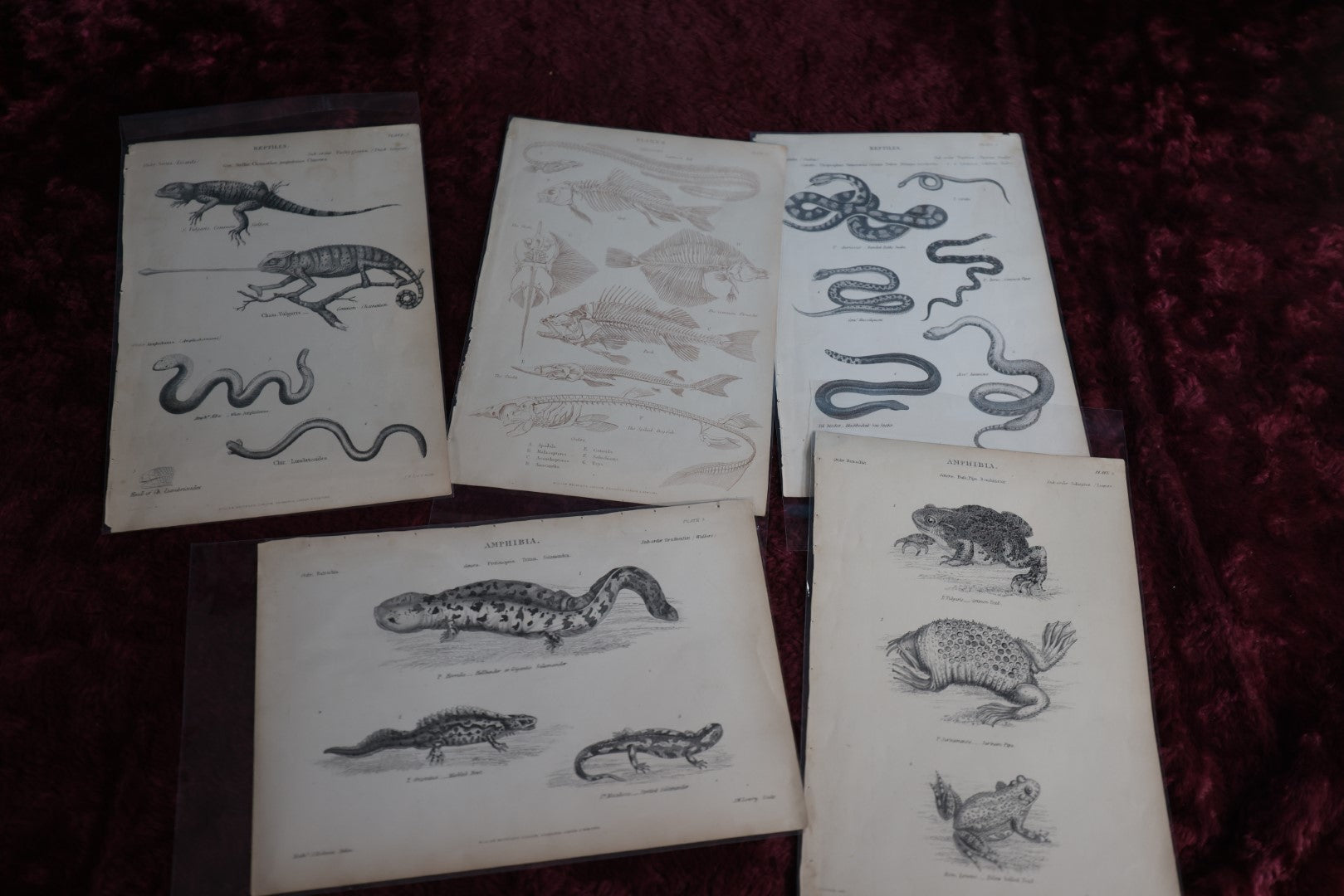 Lot 075 - Grouping Of Five Antique Book Plates Of Animals - Reptiles, Frogs, Fish, Lizards, Skeletons, William Mackenzi, Glasgow, Edinburgh, London, & New York, Signed Nathanial J. Holmes, J. Lowry 