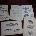Lot 075 - Grouping Of Five Antique Book Plates Of Animals - Reptiles, Frogs, Fish, Lizards, Skeletons, William Mackenzi, Glasgow, Edinburgh, London, & New York, Signed Nathanial J. Holmes, J. Lowry