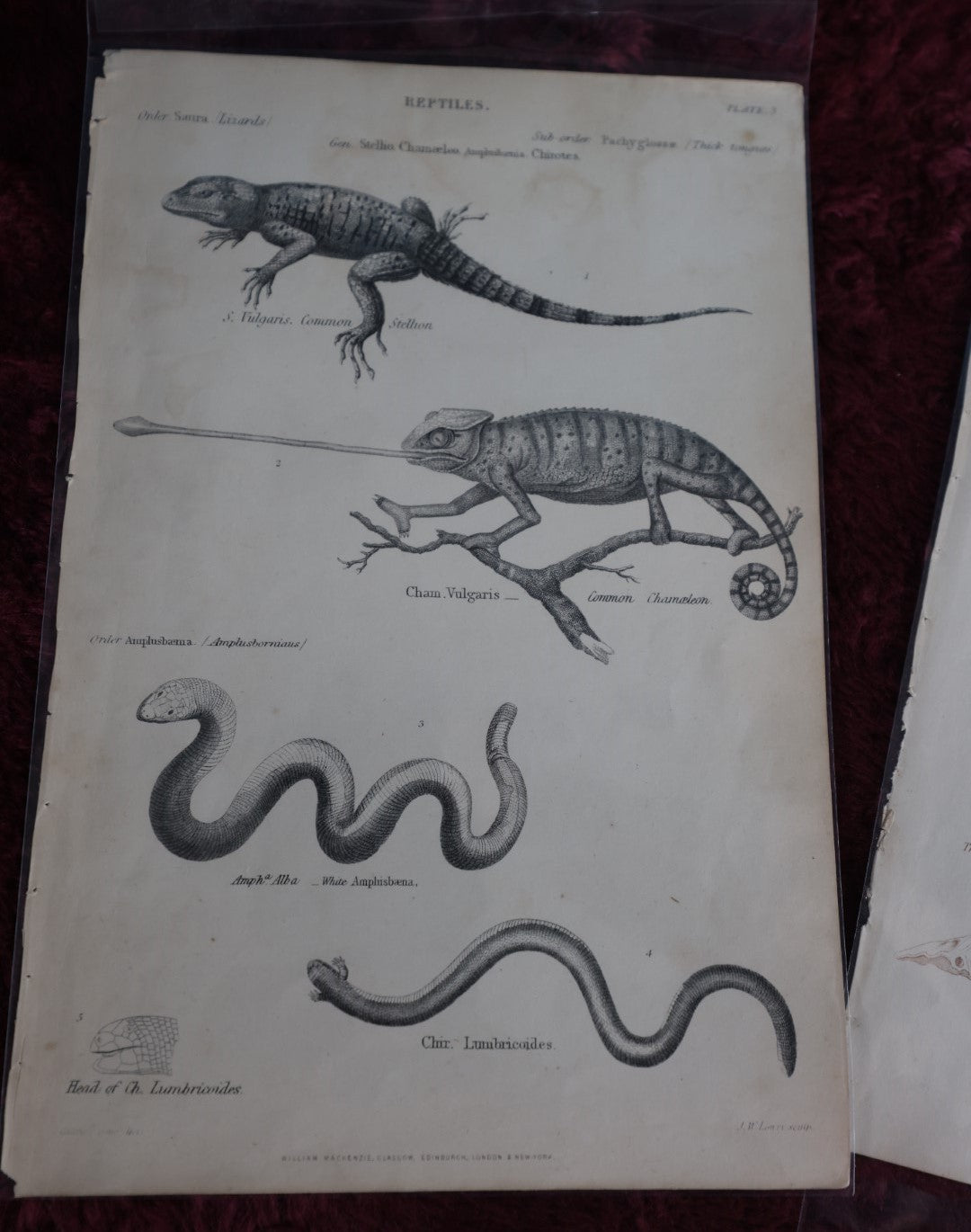 Lot 075 - Grouping Of Five Antique Book Plates Of Animals - Reptiles, Frogs, Fish, Lizards, Skeletons, William Mackenzi, Glasgow, Edinburgh, London, & New York, Signed Nathanial J. Holmes, J. Lowry 