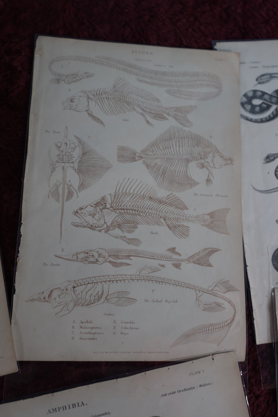 Lot 075 - Grouping Of Five Antique Book Plates Of Animals - Reptiles, Frogs, Fish, Lizards, Skeletons, William Mackenzi, Glasgow, Edinburgh, London, & New York, Signed Nathanial J. Holmes, J. Lowry 