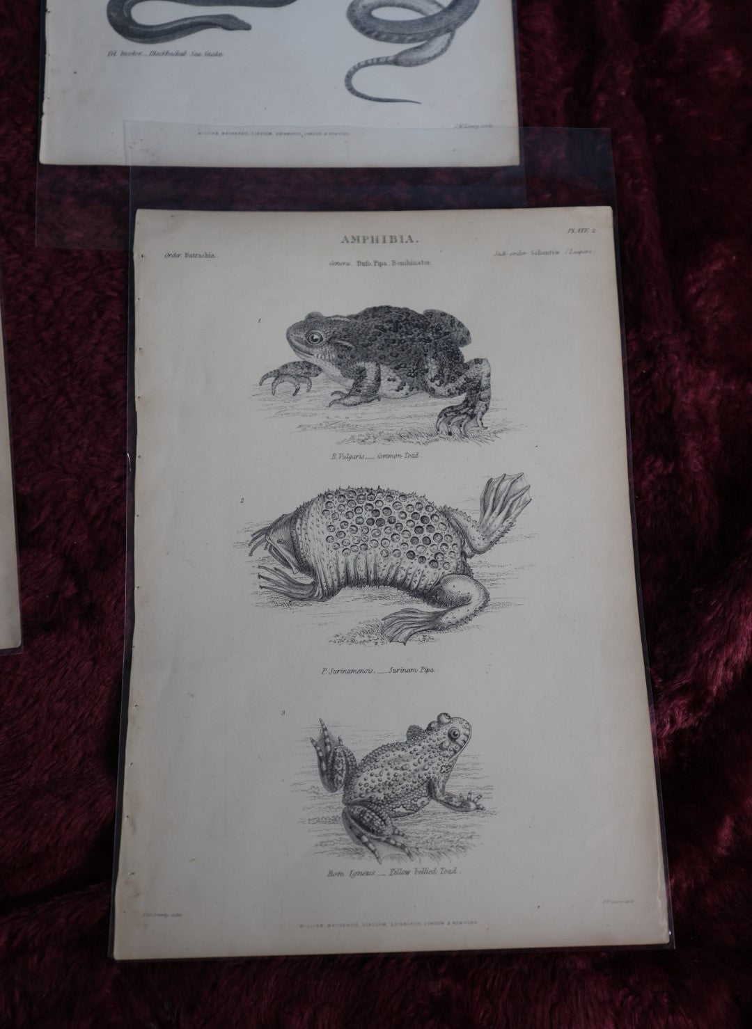 Lot 075 - Grouping Of Five Antique Book Plates Of Animals - Reptiles, Frogs, Fish, Lizards, Skeletons, William Mackenzi, Glasgow, Edinburgh, London, & New York, Signed Nathanial J. Holmes, J. Lowry 