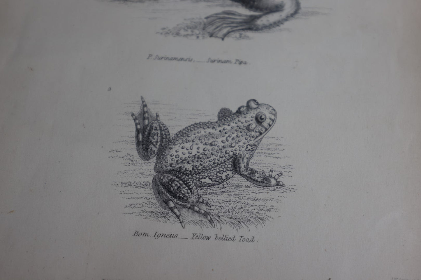 Lot 075 - Grouping Of Five Antique Book Plates Of Animals - Reptiles, Frogs, Fish, Lizards, Skeletons, William Mackenzi, Glasgow, Edinburgh, London, & New York, Signed Nathanial J. Holmes, J. Lowry 