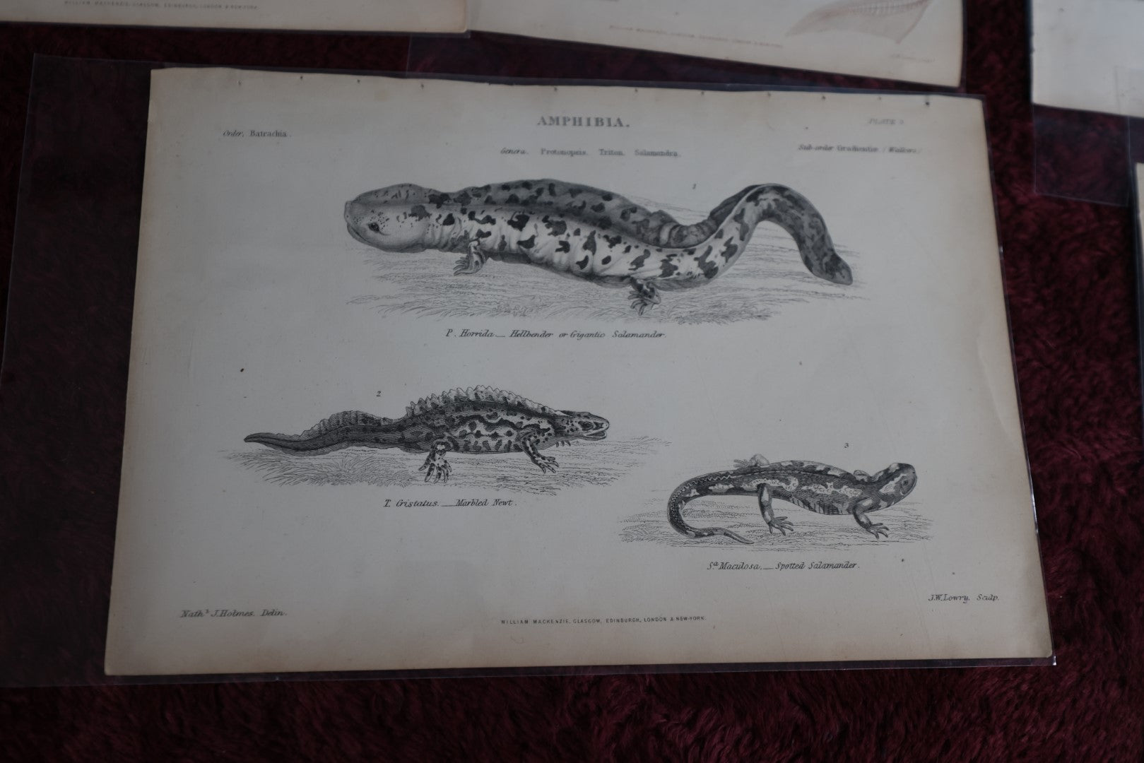 Lot 075 - Grouping Of Five Antique Book Plates Of Animals - Reptiles, Frogs, Fish, Lizards, Skeletons, William Mackenzi, Glasgow, Edinburgh, London, & New York, Signed Nathanial J. Holmes, J. Lowry 