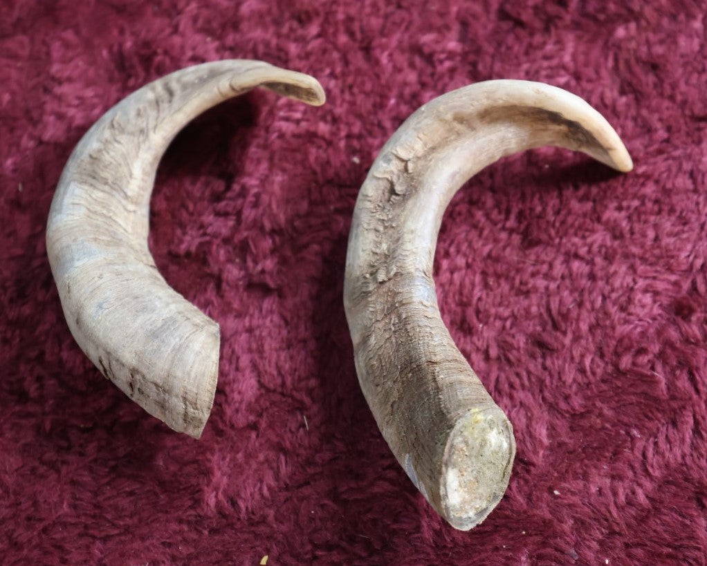 Lot 089 - Two Vintage Goat Horns