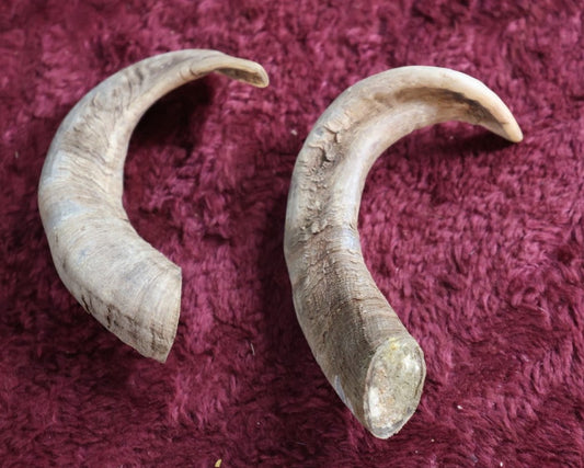 Lot 089 - Two Vintage Goat Horns