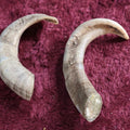 Lot 089 - Two Vintage Goat Horns