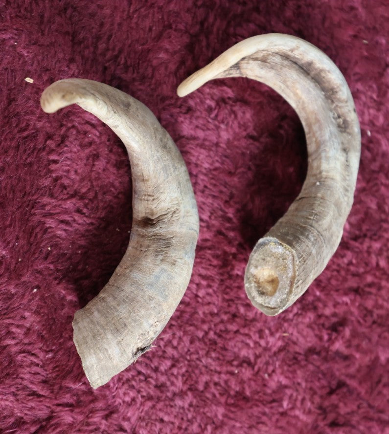 Lot 089 - Two Vintage Goat Horns