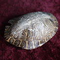 Lot 064 - Vintage Preserved Taxidermy Turtle Shell, Note Varnish, Chip