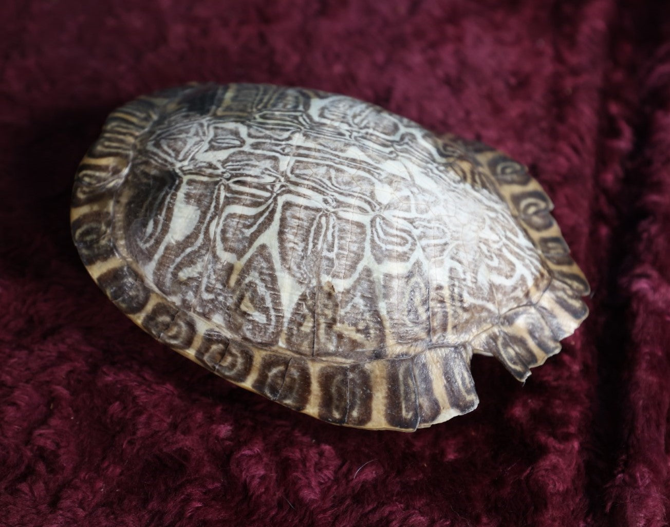 Lot 064 - Vintage Preserved Taxidermy Turtle Shell, Note Varnish, Chip