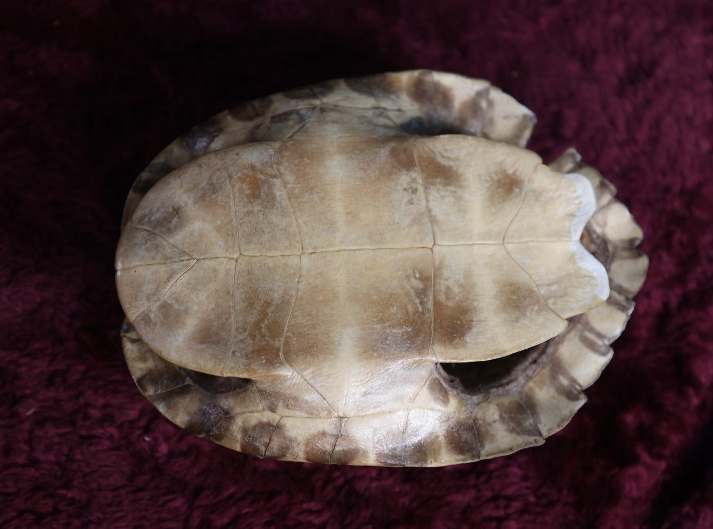 Lot 064 - Vintage Preserved Taxidermy Turtle Shell, Note Varnish, Chip