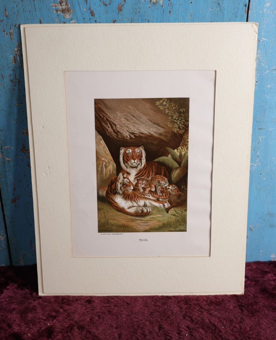 Lot 109 - Antique Unframed Chromolithograph Of Tigers, Published By Selmar Hess, New York, Matted