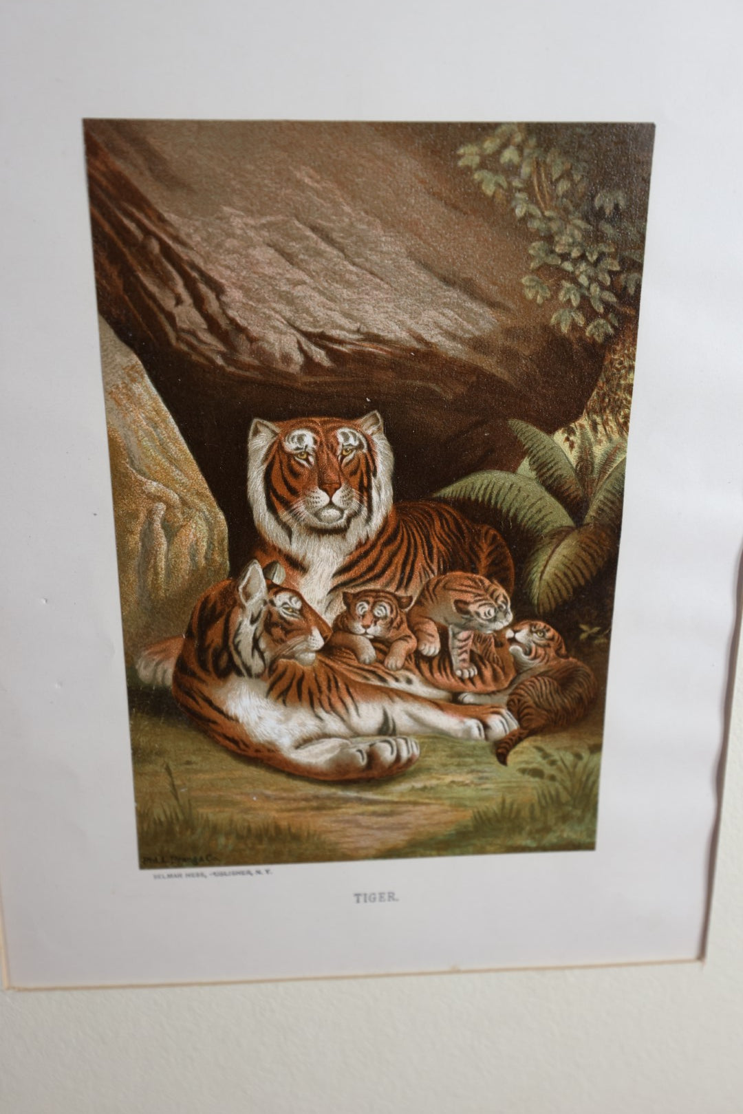 Lot 109 - Antique Unframed Chromolithograph Of Tigers, Published By Selmar Hess, New York, Matted