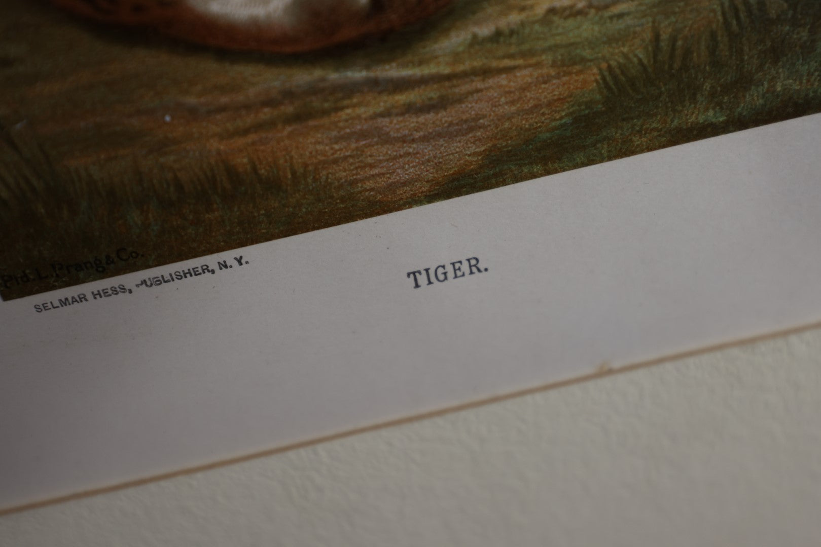 Lot 109 - Antique Unframed Chromolithograph Of Tigers, Published By Selmar Hess, New York, Matted