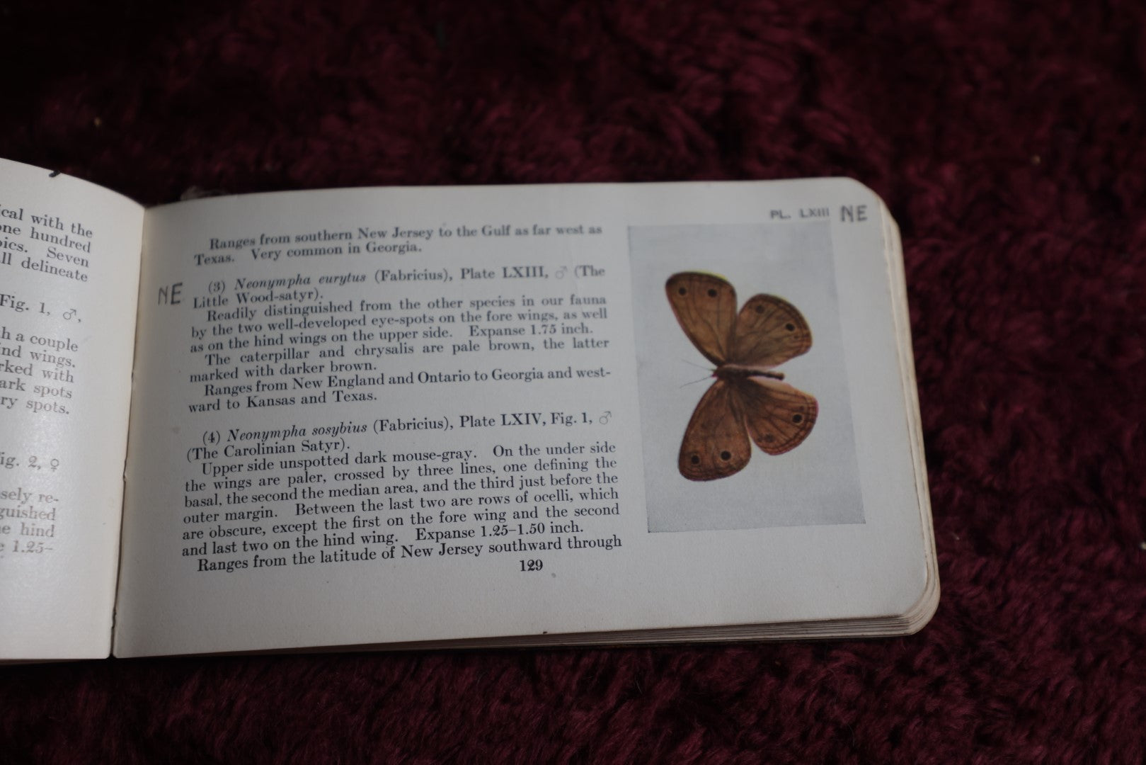 Lot 112 - Antique Book, The Butterfly Guide, By W.J. Holland, 1915, Doubleday, Page, And Co., New York, Illustrated In Color