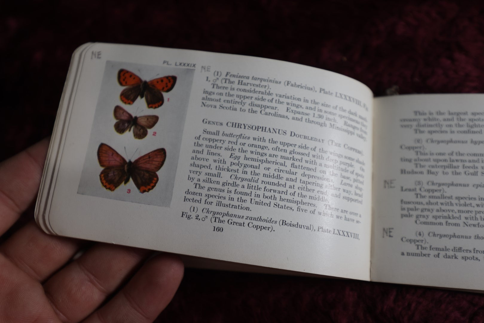 Lot 112 - Antique Book, The Butterfly Guide, By W.J. Holland, 1915, Doubleday, Page, And Co., New York, Illustrated In Color