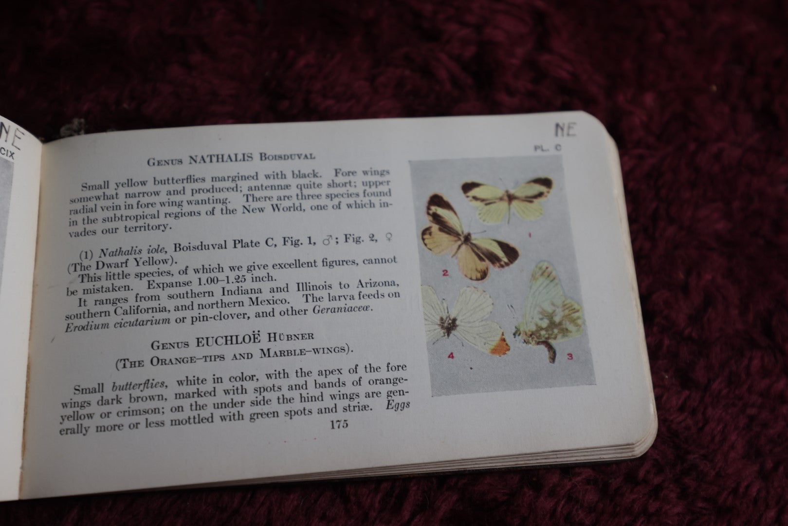 Lot 112 - Antique Book, The Butterfly Guide, By W.J. Holland, 1915, Doubleday, Page, And Co., New York, Illustrated In Color