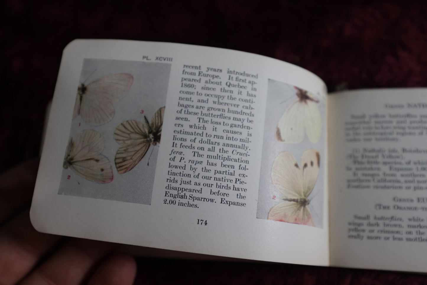 Lot 112 - Antique Book, The Butterfly Guide, By W.J. Holland, 1915, Doubleday, Page, And Co., New York, Illustrated In Color