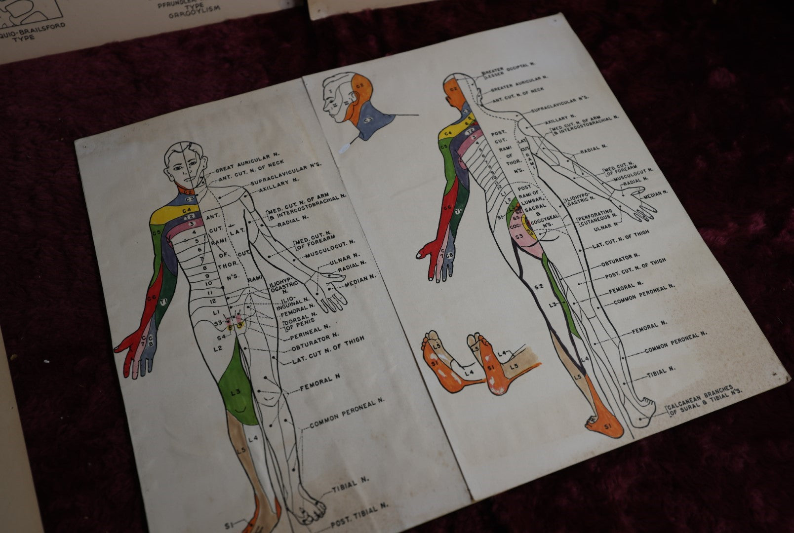 Lot 113 - Five Piece Vintage Medical Poster Lot, Showing Anatomy, Osteology, Spine And More