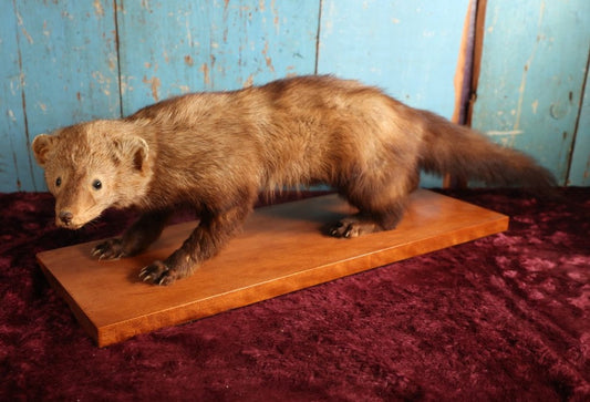 Lot 006 - Vintage Full Mount Taxidermy Fisher Cat On Wood Base With Felt Bottom, Approximately 36"