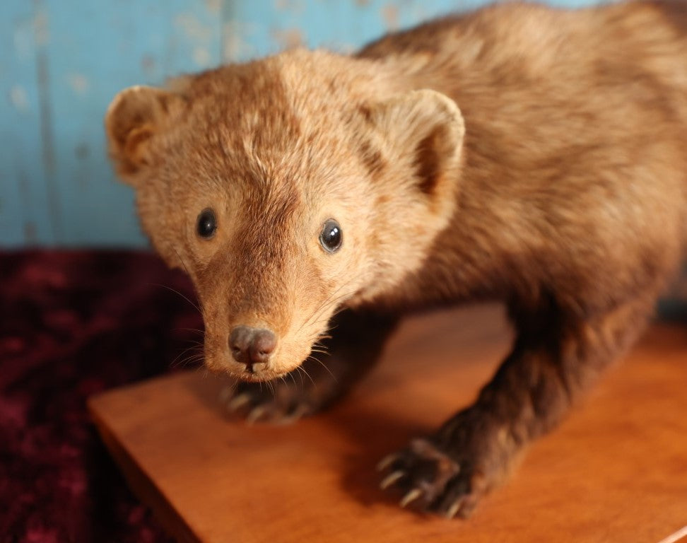 Lot 006 - Vintage Full Mount Taxidermy Fisher Cat On Wood Base With Felt Bottom, Approximately 36"