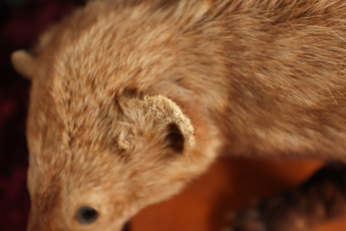 Lot 006 - Vintage Full Mount Taxidermy Fisher Cat On Wood Base With Felt Bottom, Approximately 36"