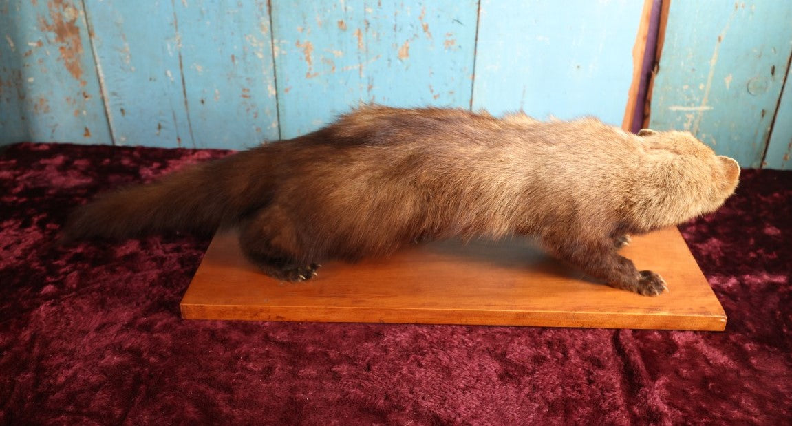 Lot 006 - Vintage Full Mount Taxidermy Fisher Cat On Wood Base With Felt Bottom, Approximately 36"