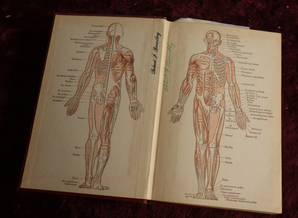 Lot 146 - Physiology And Anatomy, By Exther M. Greisheimer, M.D., Sixth Edition, 1950, Illustrated Medical Book