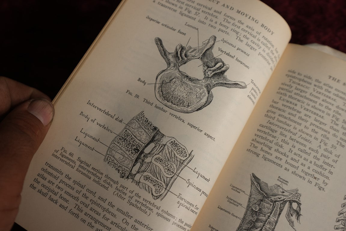 Lot 146 - Physiology And Anatomy, By Exther M. Greisheimer, M.D., Sixth Edition, 1950, Illustrated Medical Book