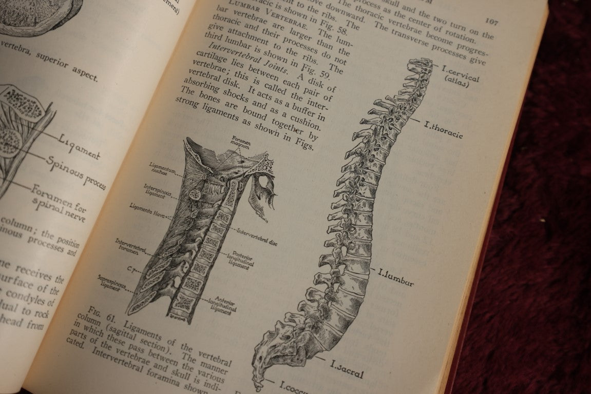 Lot 146 - Physiology And Anatomy, By Exther M. Greisheimer, M.D., Sixth Edition, 1950, Illustrated Medical Book