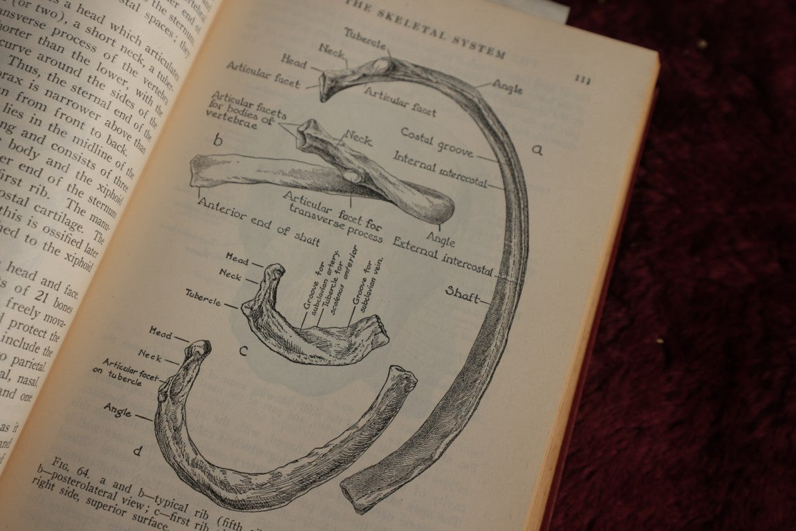 Lot 146 - Physiology And Anatomy, By Exther M. Greisheimer, M.D., Sixth Edition, 1950, Illustrated Medical Book