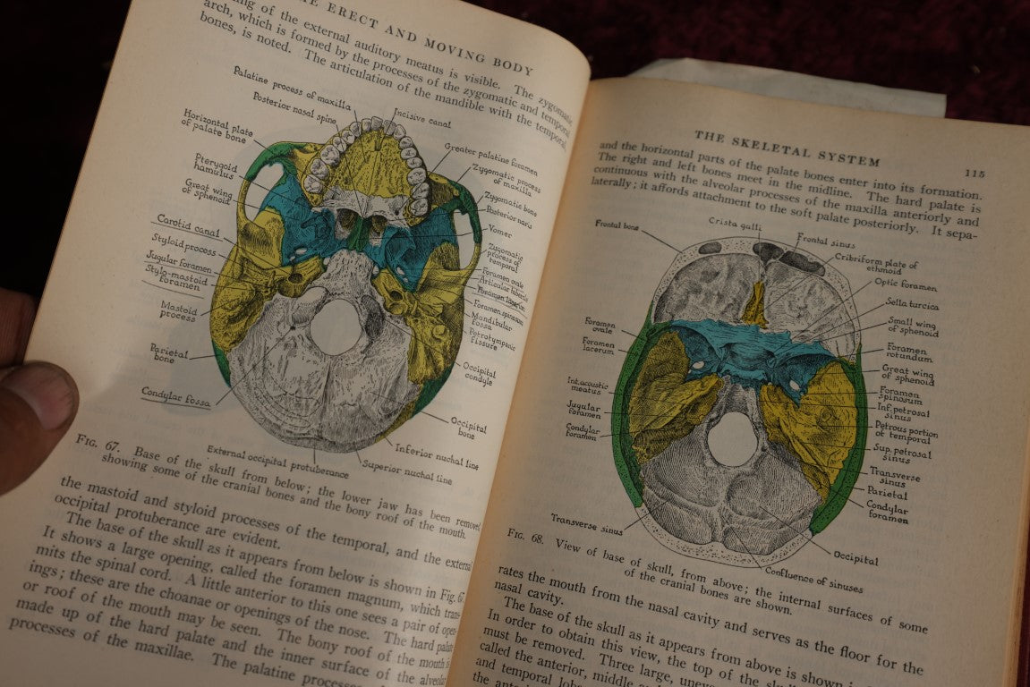 Lot 146 - Physiology And Anatomy, By Exther M. Greisheimer, M.D., Sixth Edition, 1950, Illustrated Medical Book