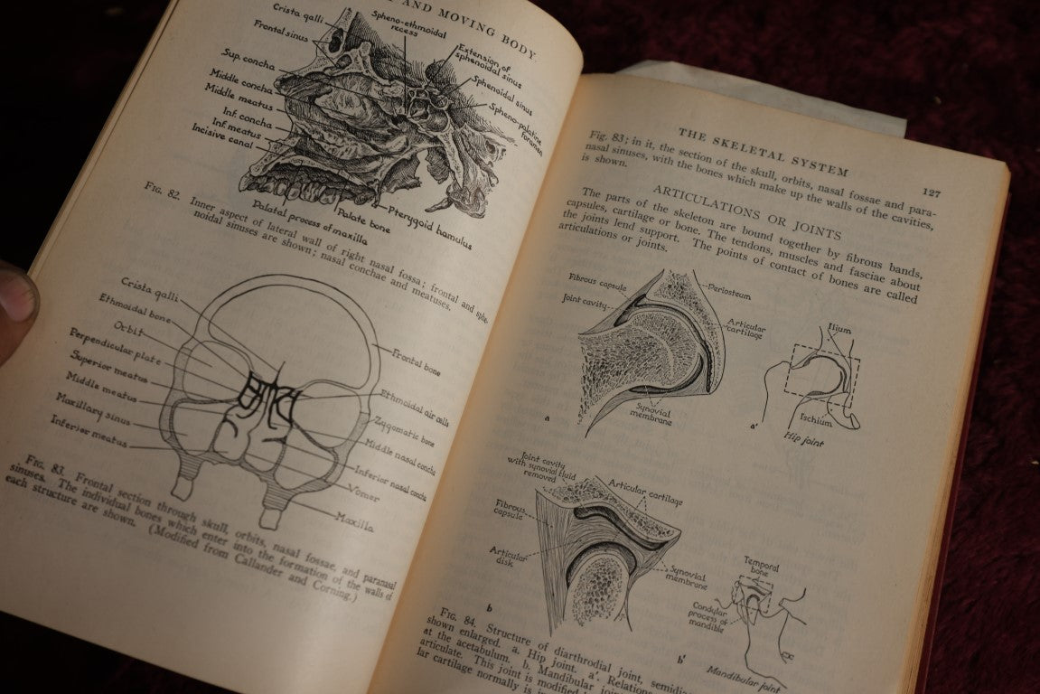 Lot 146 - Physiology And Anatomy, By Exther M. Greisheimer, M.D., Sixth Edition, 1950, Illustrated Medical Book