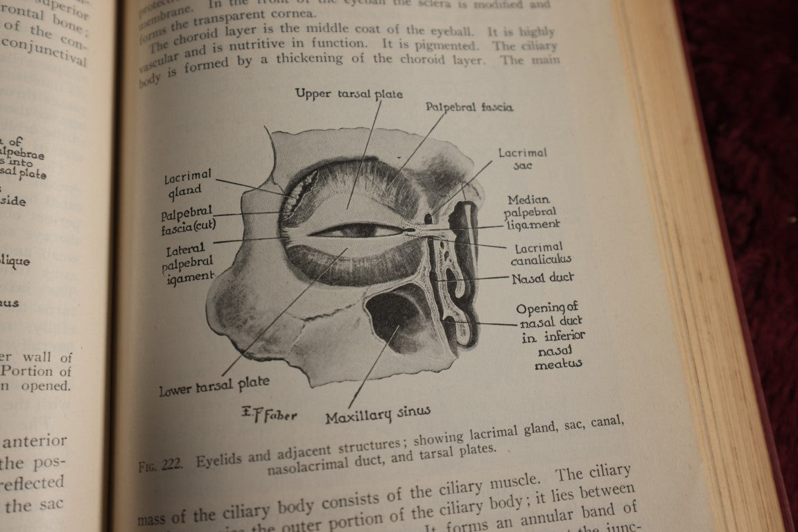 Lot 146 - Physiology And Anatomy, By Exther M. Greisheimer, M.D., Sixth Edition, 1950, Illustrated Medical Book