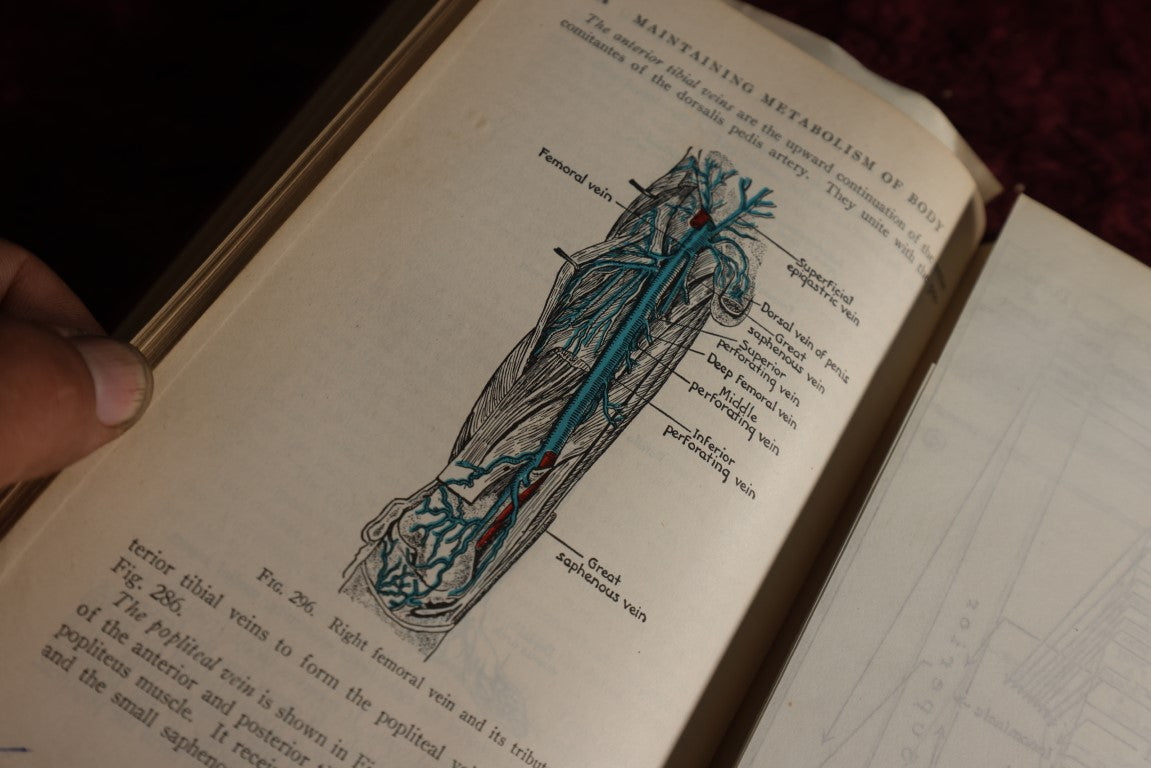 Lot 146 - Physiology And Anatomy, By Exther M. Greisheimer, M.D., Sixth Edition, 1950, Illustrated Medical Book